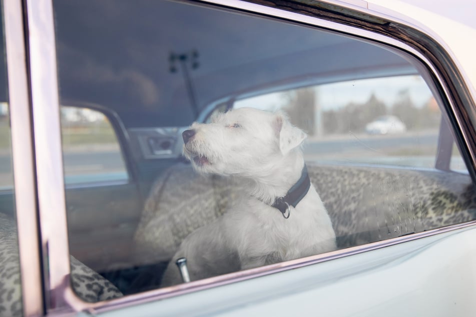 La policía hace un llamado una vez más: nunca se debe dejar a los perros en coches calientes. (Foto de archivo)