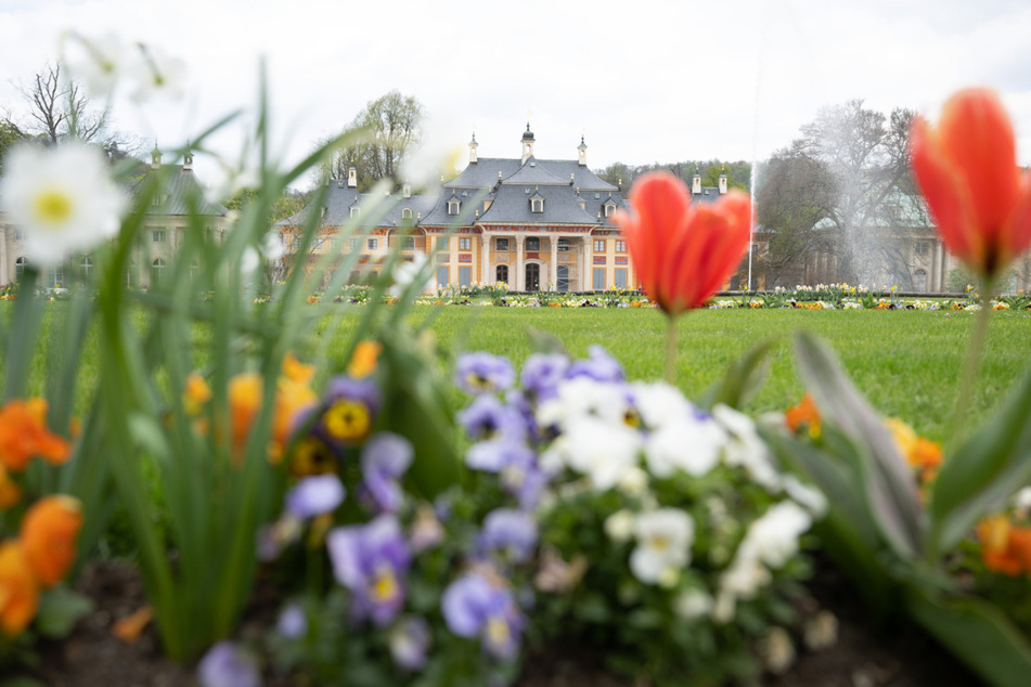 Eine bunte Pflanzen- und Blumenpracht gibt es auf Schloss Pillnitz zu entdecken.