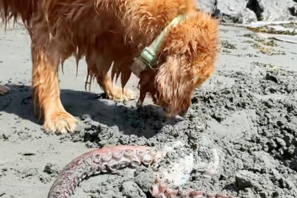 Golden Retriever vergräbt totes Meerestier am Strand: Als Frauchen den Grund herausfindet, berührt sie das zutiefst