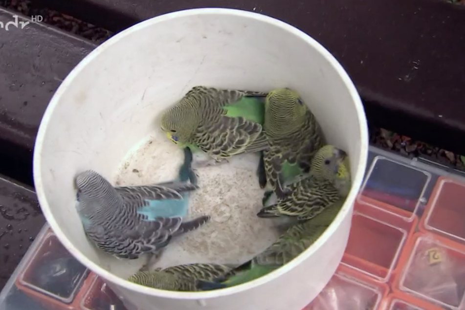 Huch, wer hat sich denn da unter die Grünen verirrt? Neben mehr als 20 Wellensittichen mit grünem Gefieder gibt es auch einen blauen Jungvogel.