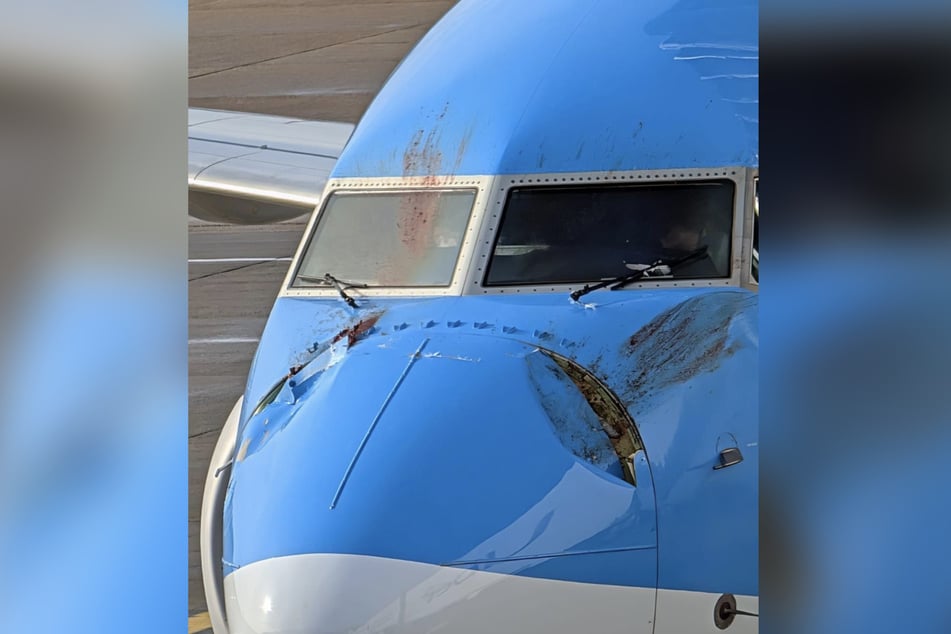 Ein Flugzeug musste notlanden, weil zwei Schwäne in die Maschine krachten.