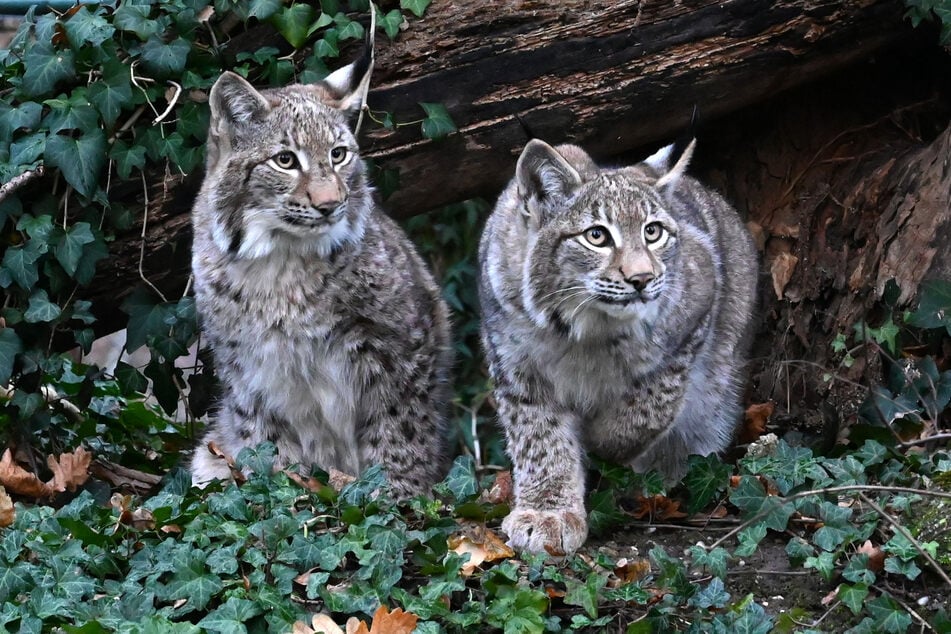 Zwei Jahre lang musste der Tierpark Eilenburg zuletzt ohne sein Wappentier, den Luchs, auskommen. Am Donnerstag sind nun Malou und Ilvy eingezogen.