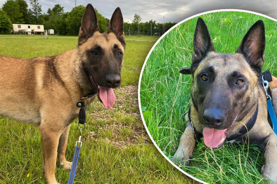 Malinois "Buddy" hofft auf Halter, die sich mit seiner Rasse auskennen.