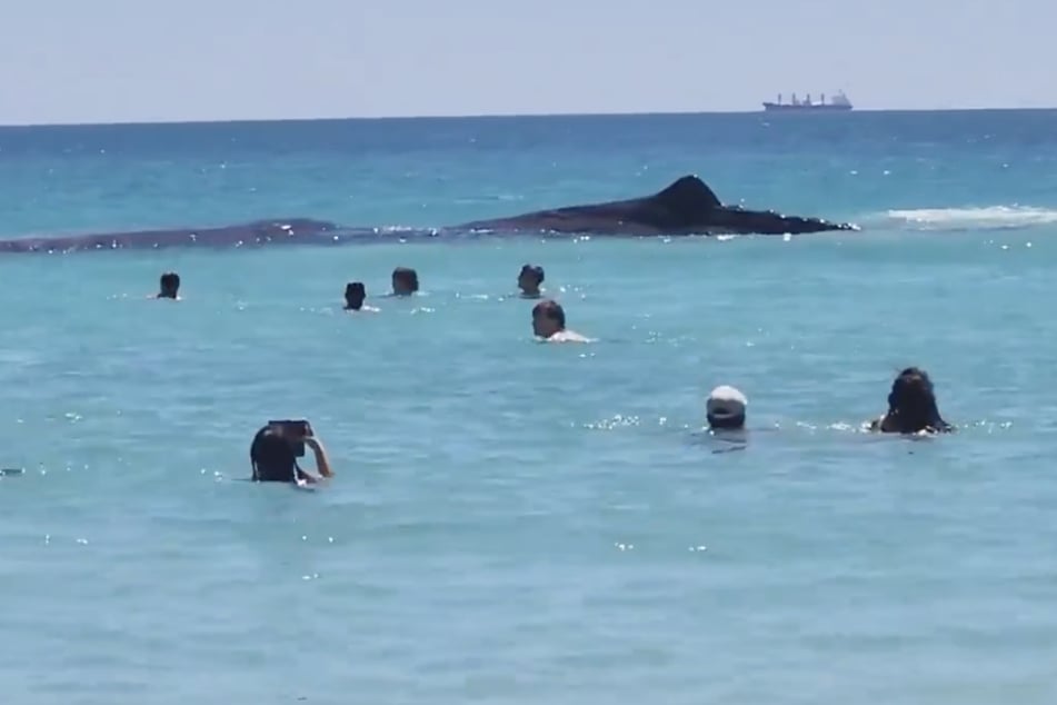 Badegäste reiben sich die Augen, als sie dieses Tier im Wasser sehen: Kurz darauf wird der Strand geschlossen