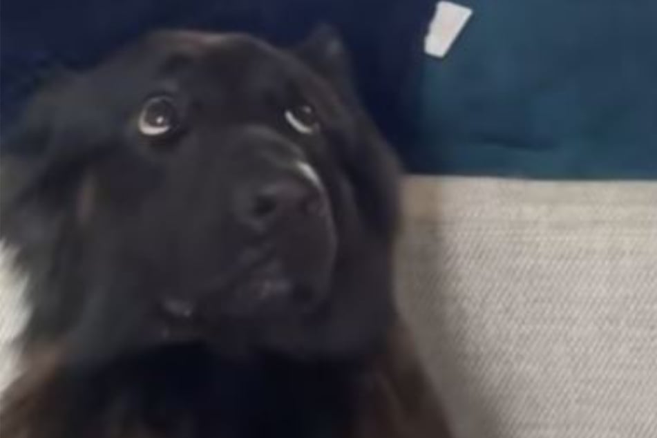 Bear's cartoonish reaction has gone viral on TikTok.