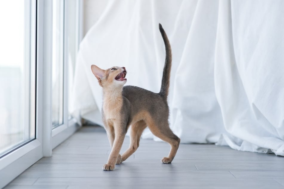 Wenn Katzen etwas Bestimmtes wollen, z. B. hinaus auf den Balkon, dann miauen sie viel.