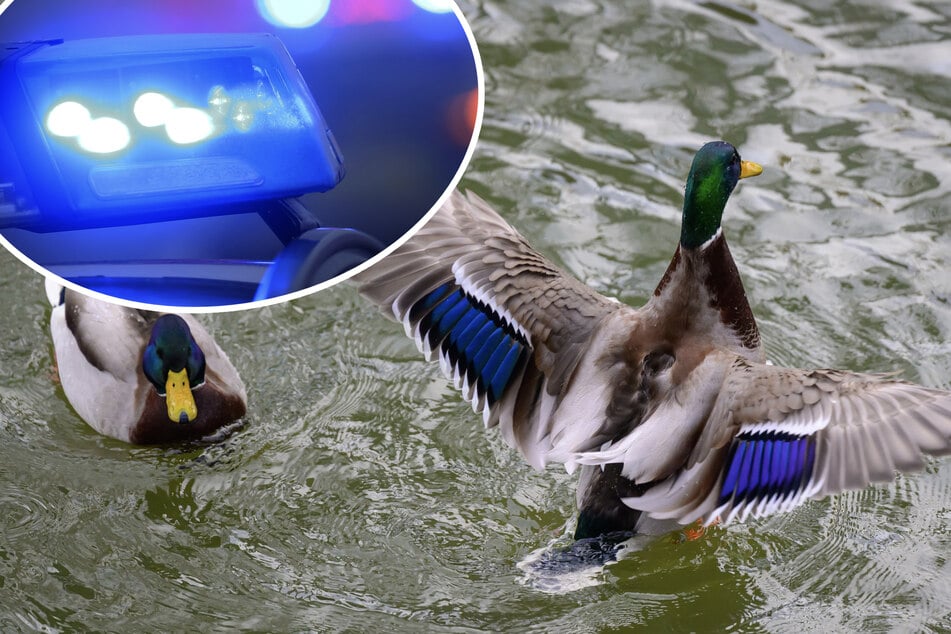 Polizisten in Sigmaringen eilten zwei Enten nach einem Unfall zu Hilfe. (Symbolfoto)