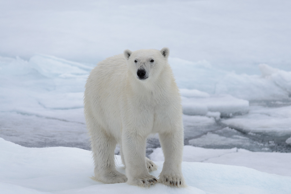 Polar bears are suffering from global warming as the Arctic heats up (stock image).