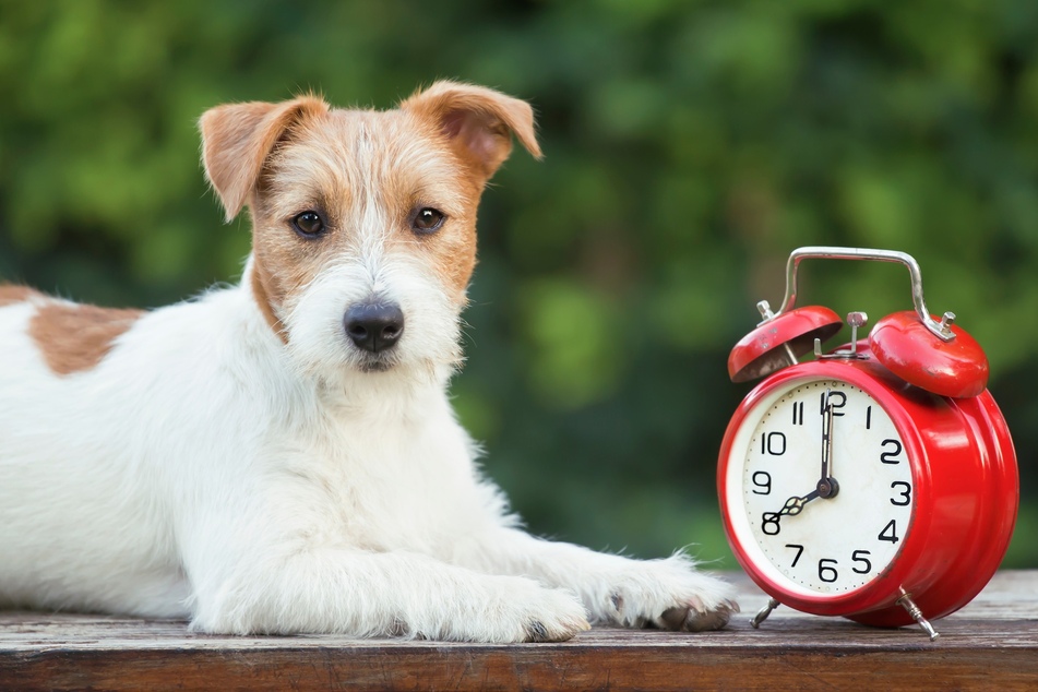 When should you be feeding your dog, and does it change depending on its health?