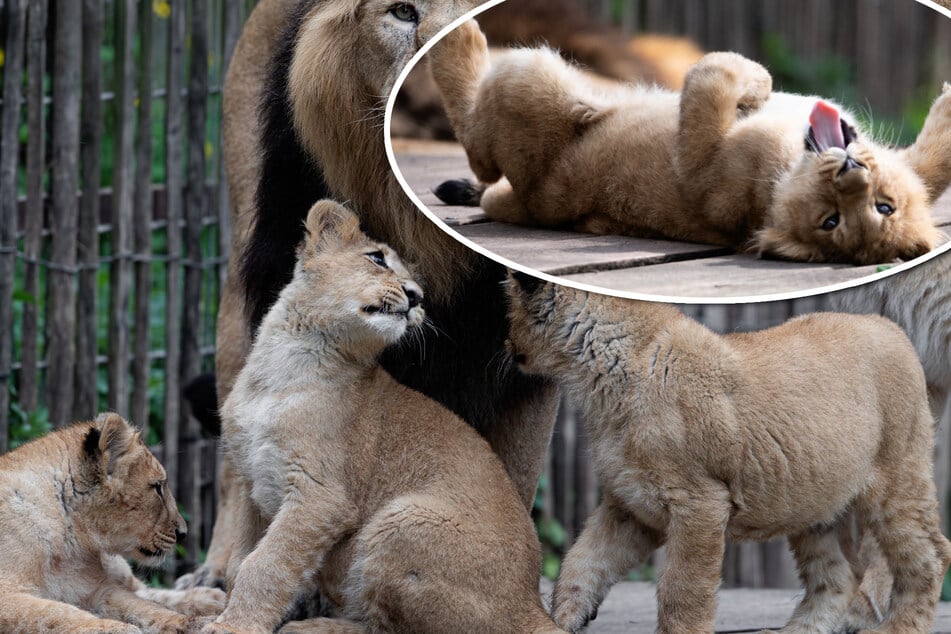 So entwickeln sich die Löwenbabys im Kölner Zoo
