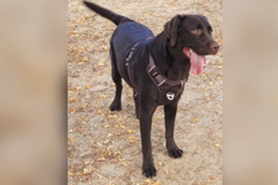 Labrador-Dame Yuki wurde von ihren einstigen Besitzern in die Obhut des Tierheims im Frankfurter Stadtteil Fechenheim gegeben.