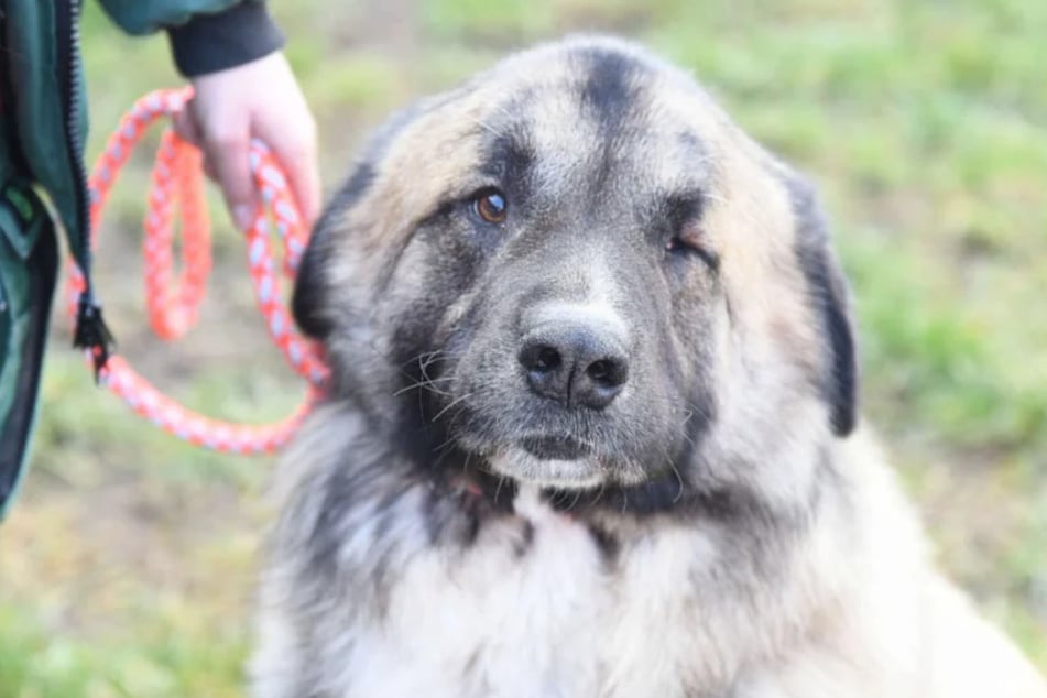 Dieser Hundeblick lässt Herzen schmelzen und die Hoffnung auf eine bessere Zukunft aufkommen.