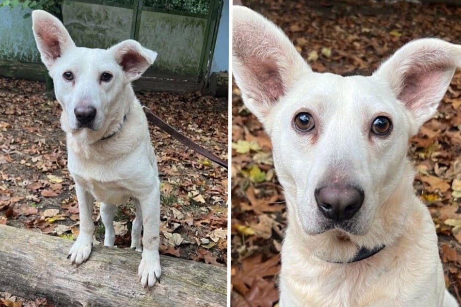 Inzwischen sucht das kleine Schlappohr ein neues Zuhause in Deutschland.