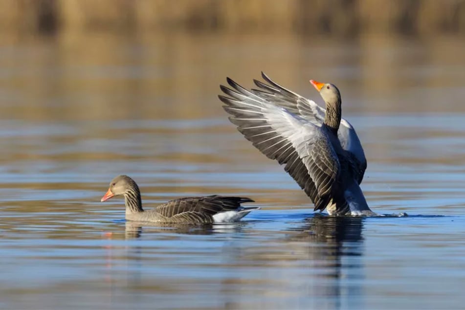 Bei einer Graugans wurde das Virus nachgewiesen. (Symbolfoto)