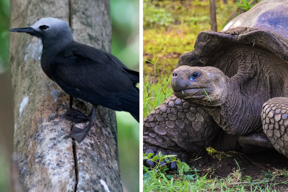 Riesenschildkröte begegnet Vogel: Was dann passiert, entsetzt selbst die Wissenschaft