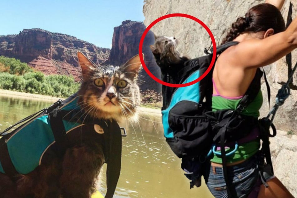 Adventure cat disappears and hundreds are joining the search