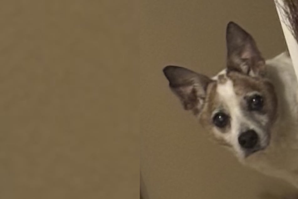 Al descubrir una mujer lo que su perro hace por ella cada noche, su corazón se derrite por completo.