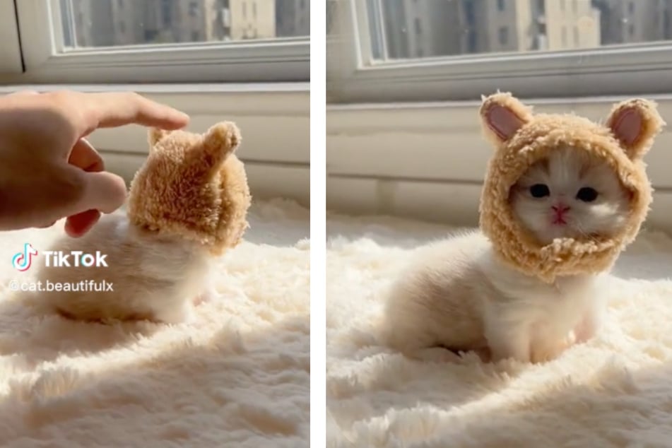 It doesn't get cuter than a kitten in a little bear hat hanging out in the sun.