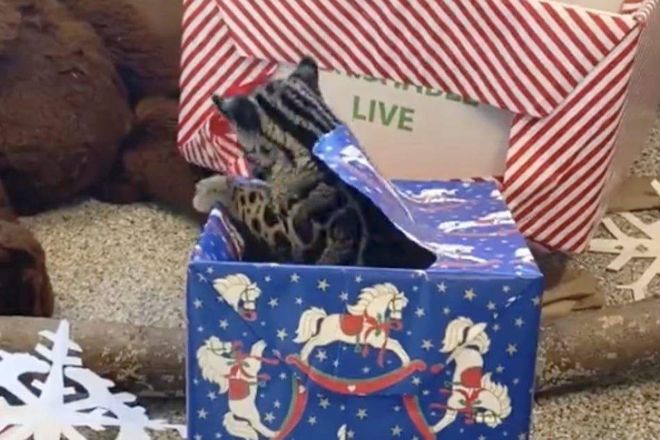 Chai had a lot of fun diving into the Christmas present boxes.