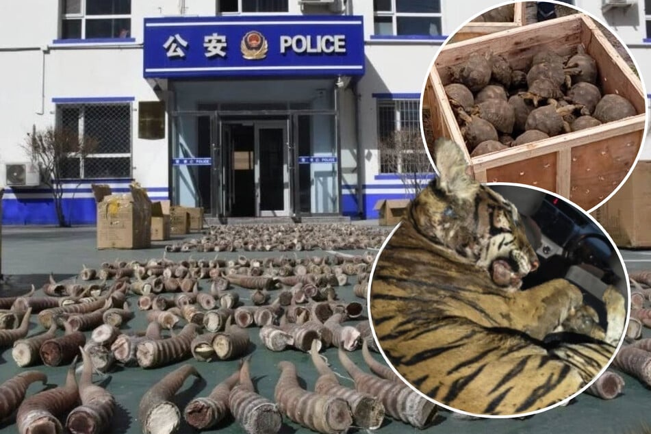 Rekord-Razzia: 30.000 Tiere gerettet und über Tausend Verdächtige verhaftet