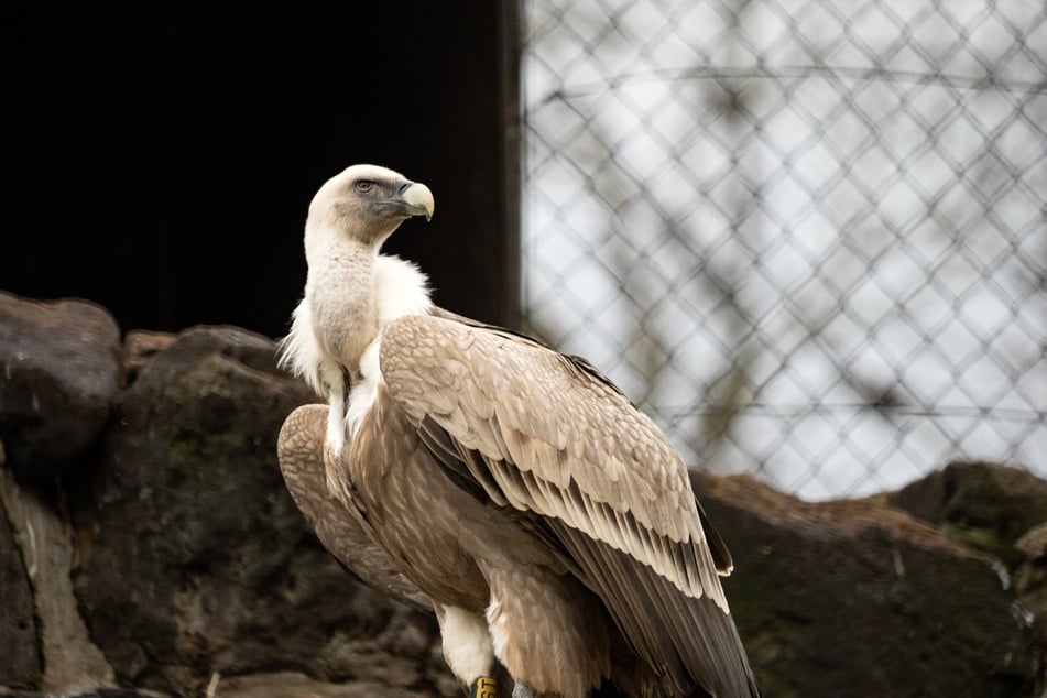 Die Gänsegeier-Nachzucht ist im Zoo zu einem stattlichen Jungvogel herangewachsen.