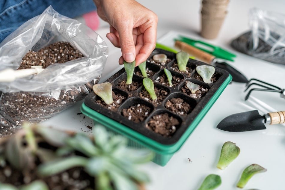 Um Sukkulenten und andere Pflanzen zu vermehren, kannst Du Ableger pflanzen.