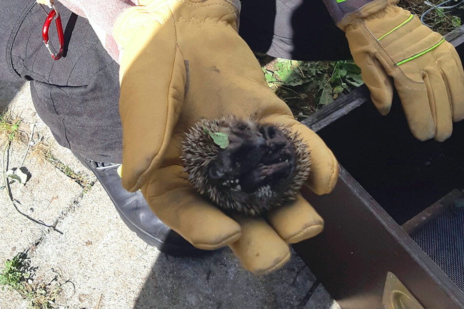 Ein Feuerwehrmann hält eins der Igelbabys in der Hand.