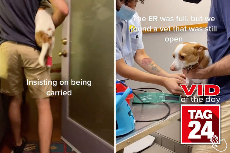 Today's Viral Video of the Day features a dog that was so adorably dramatic over a minor injury, it cost his human parents more than just their sanity.