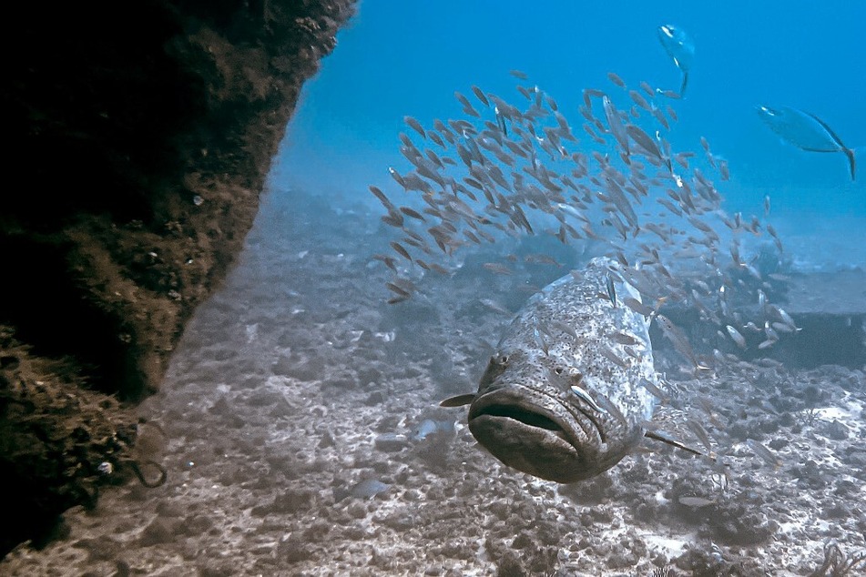 Local divers and business owners worry about the effects of declining grouper numbers in Florida.