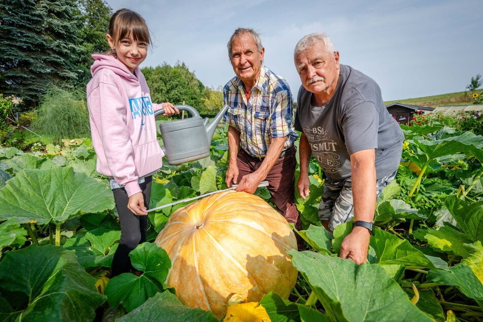 Unter Anleitung von Rainer Drechsler (M.) hilft Lia (9) ihrem Opa Steffen Scheffler (72, r.) bei der Pflege des Riesenkürbis.