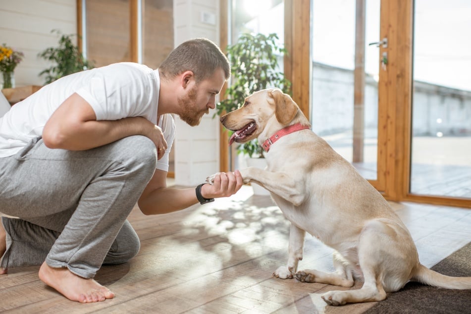 Durch Training lernen Hunde eine gesunde Balance zwischen stürmischer und adäquater Begrüßung.