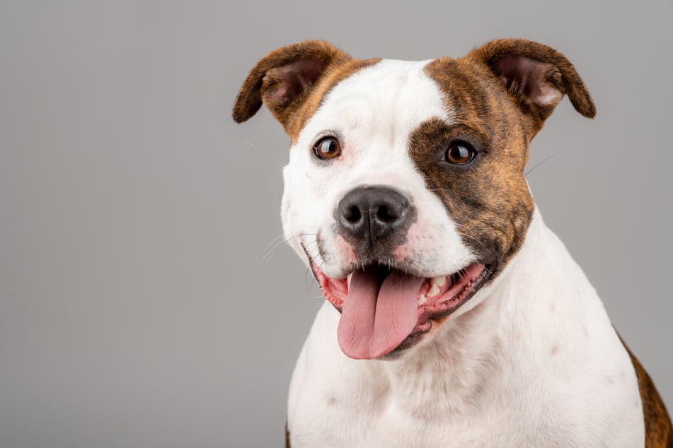 The scientists behind the new study believe dogs follow human referential communication cues, rather than simply directional ones.