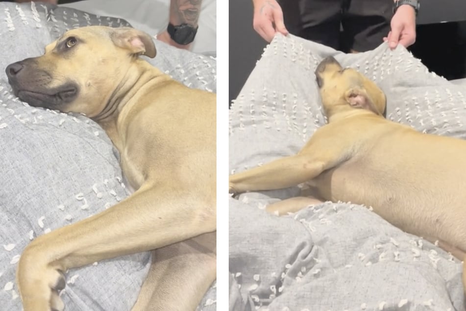 "High energy" rescue dog turns out to be a lazy pooch to the delight of TikTok!