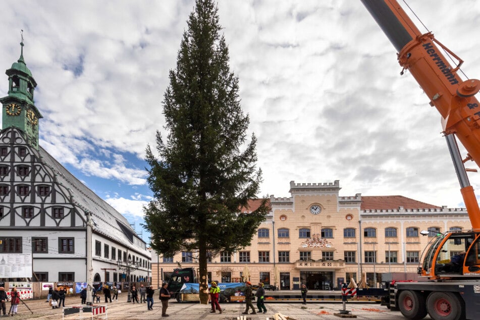 Von wem kommt der nächste Zwickauer Weihnachtsbaum?