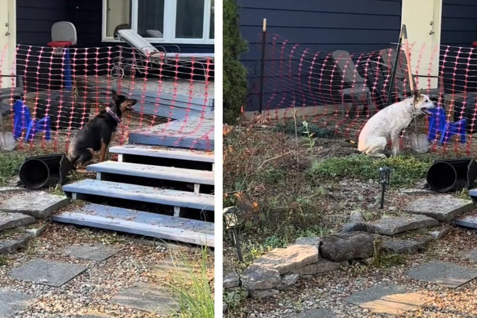 Zwei Leichenspürhunde haben sofort angeschlagen.