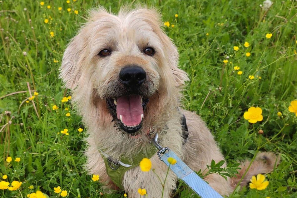 Hirtenhund-Mix "Taavi" hofft auf geduldige und verständnisvolle Menschen.