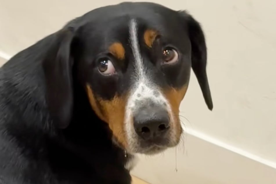Da kann man kaum hinsehen: Vor Hunger läuft dem Hund der Sabber aus dem Maul.