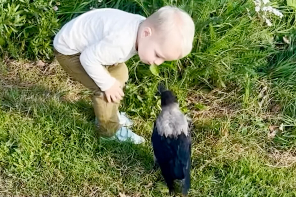 This toddler's best friend is a crow and the adorable duo is inseperable!