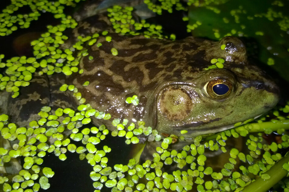 Amerikanische Ochsenfrösche gehören ebenfalls zu den invasiven Tierarten, die oft verschleppt und an anderer Stelle neu angesiedelt werden.