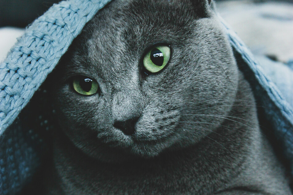 Russian blues are extraordinary creatures, and extremely cuddly.