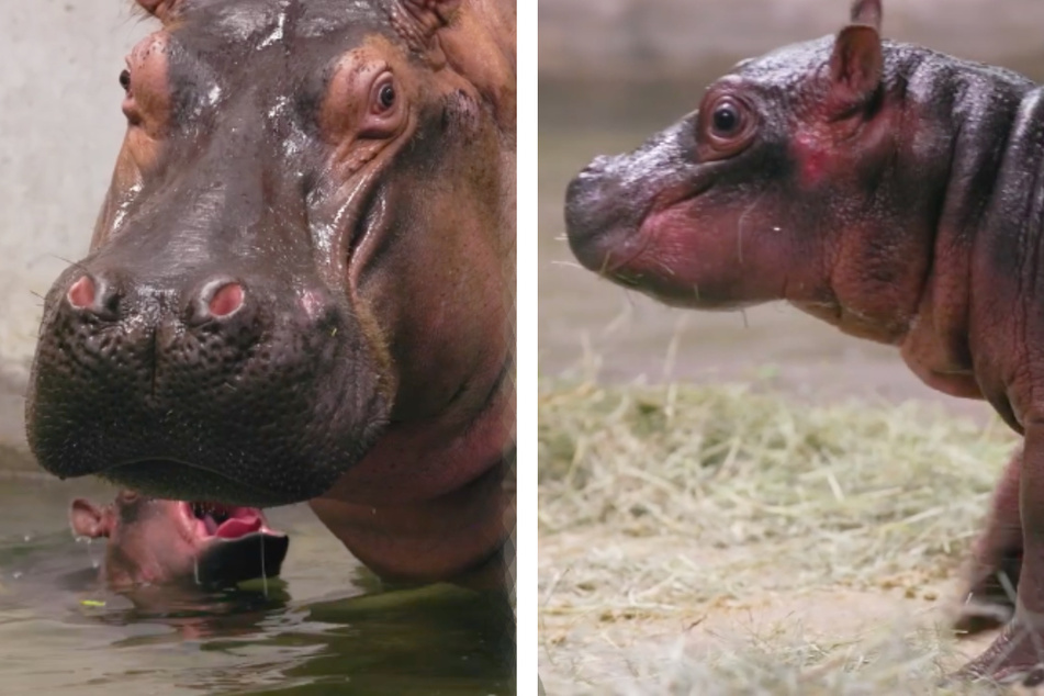 Boipelo the hippo (l.) welcomed her baby into the world on Sunday, October 30, 2022.