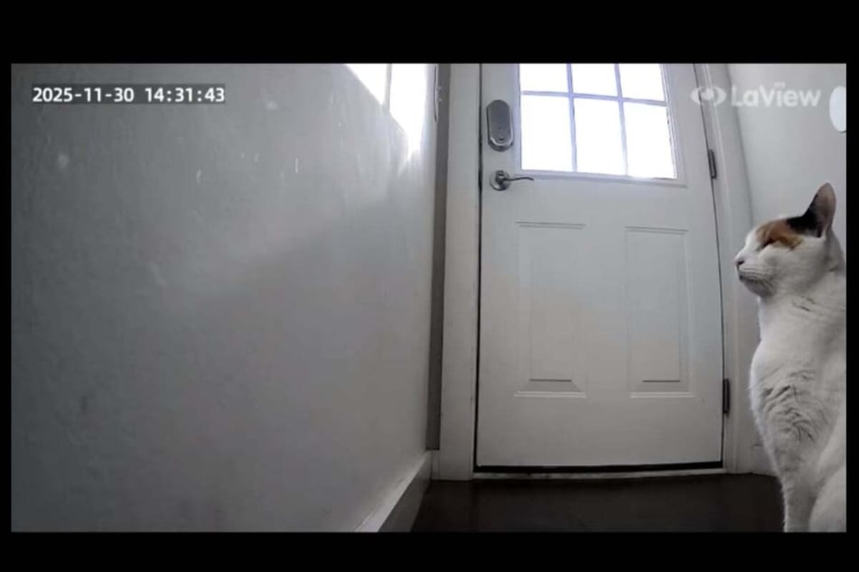 Owner Gigi could hardly contain her laughter at the images from the surveillance camera.