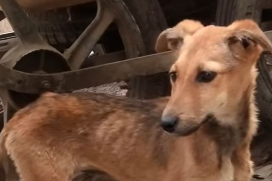 Abgemagerter Hund verweigert Essen: Der Grund ist bitter