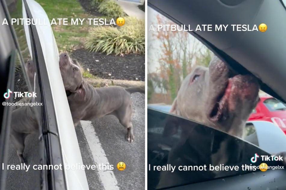 A pit bull runs rampant after attacking its owner – and a Tesla!