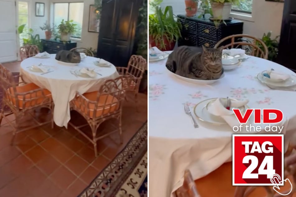 This family's dinner plans changed when the cat hilariously became the main course!