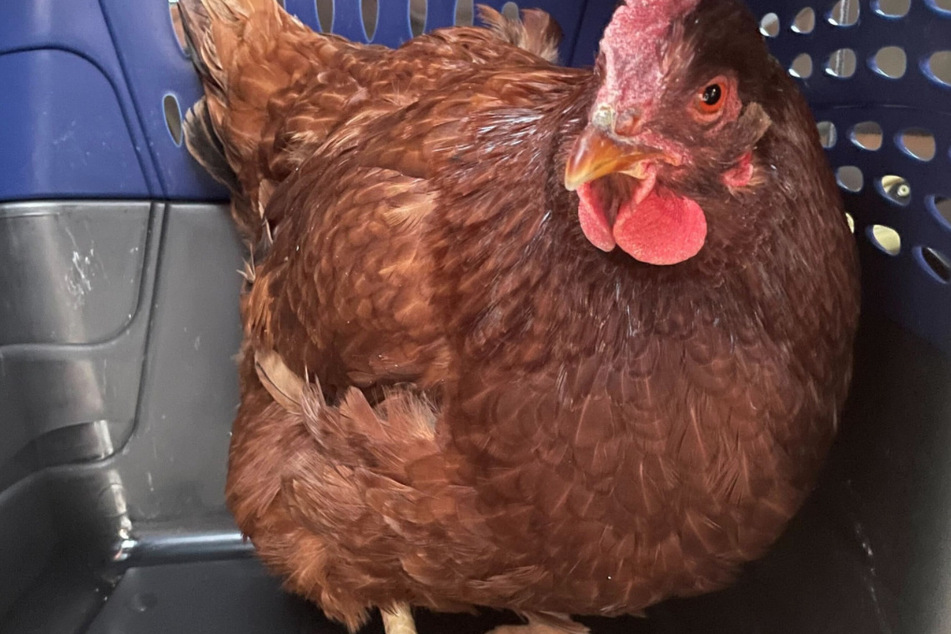 Hentagon: Unattended chicken found pecking around Defense Department