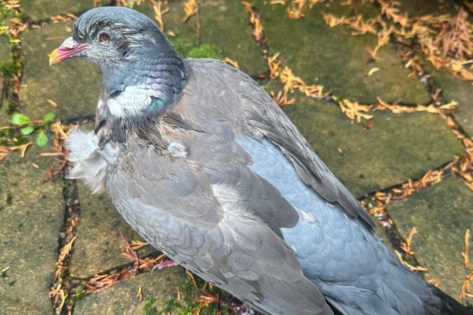 Weil es wieder mehr Tauben gibt, sind einige Vögel abgemagert.
