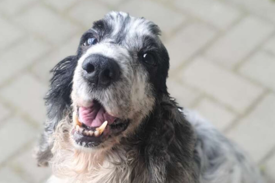 Wer hat für den süßen Cocker Spaniel Ronja (10) ein kuscheliges Körbchen frei?