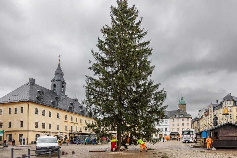 Der Baum wurde am heutigen Dienstag auf dem Annaberger Marktplatz postiert.