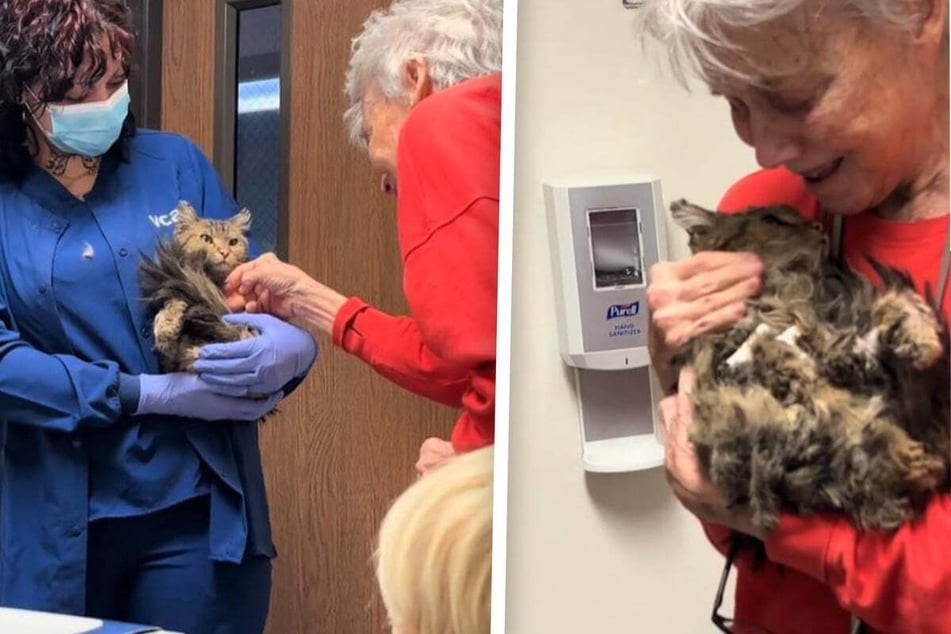 Woman reunites with lost cat two months after the LA wildfires separated them and TikTokers are weeping